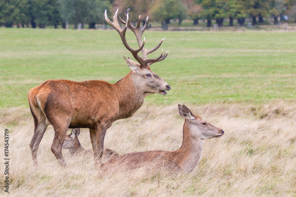 Red Deer Red Deer
