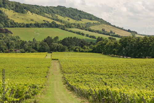 Box Hill at Dorking, Surrey, England photo