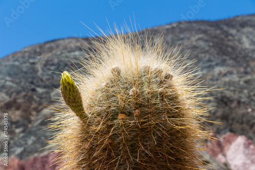 Cardon, cactus of argentina's Andes