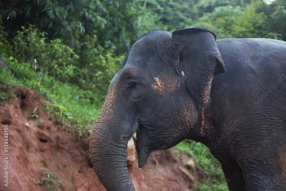Fototapeta premium Thailand elephant and young monkey series 