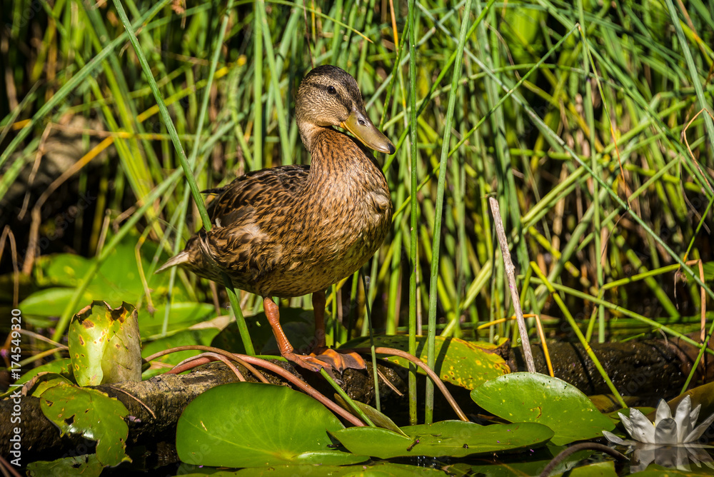 Wildente im Fango Tal Wildente im Fango Tal