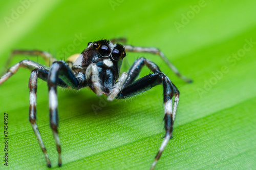 jumping spider which black white spotted on green leaves. macro animal life.