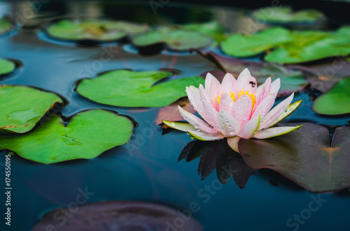 pink lotus with water drop in pond in top view. nature flower background.