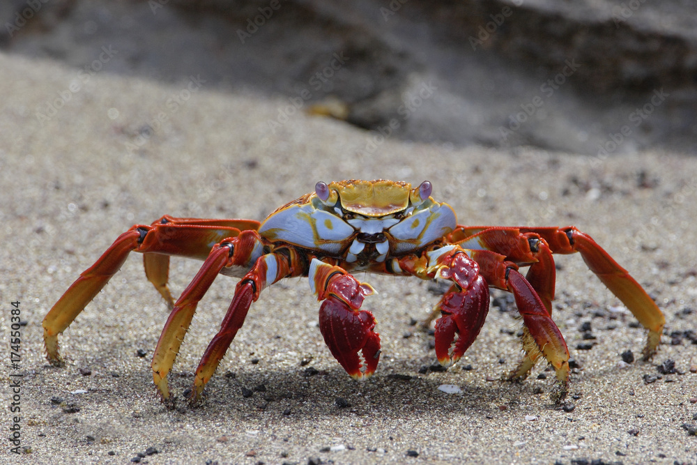 Sally Lightfoot Crab (grapsus grapsus) on the beach, Punta Cormorant, Floreana, Galapagos Islands