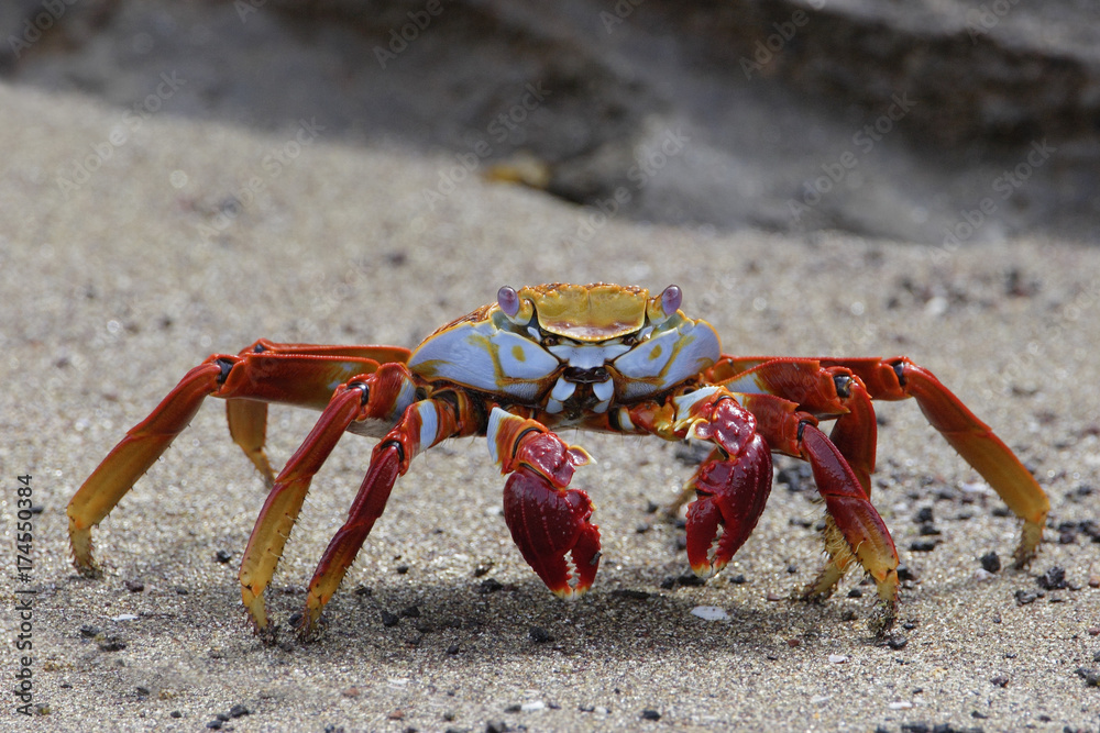 Sally Lightfoot Crab (grapsus grapsus) on the beach, Punta Cormorant, Floreana, Galapagos Islands Sally Lightfoot Crab (grapsus grapsus) on the beach, Punta Cormorant, Floreana, Galapagos Islands