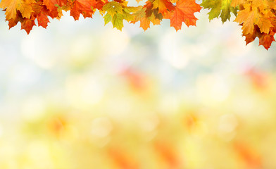 Falling autumn maple leaves natural background .Colorful foliage