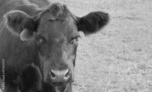 Φωτογραφία Angus Bull Calf Black and White