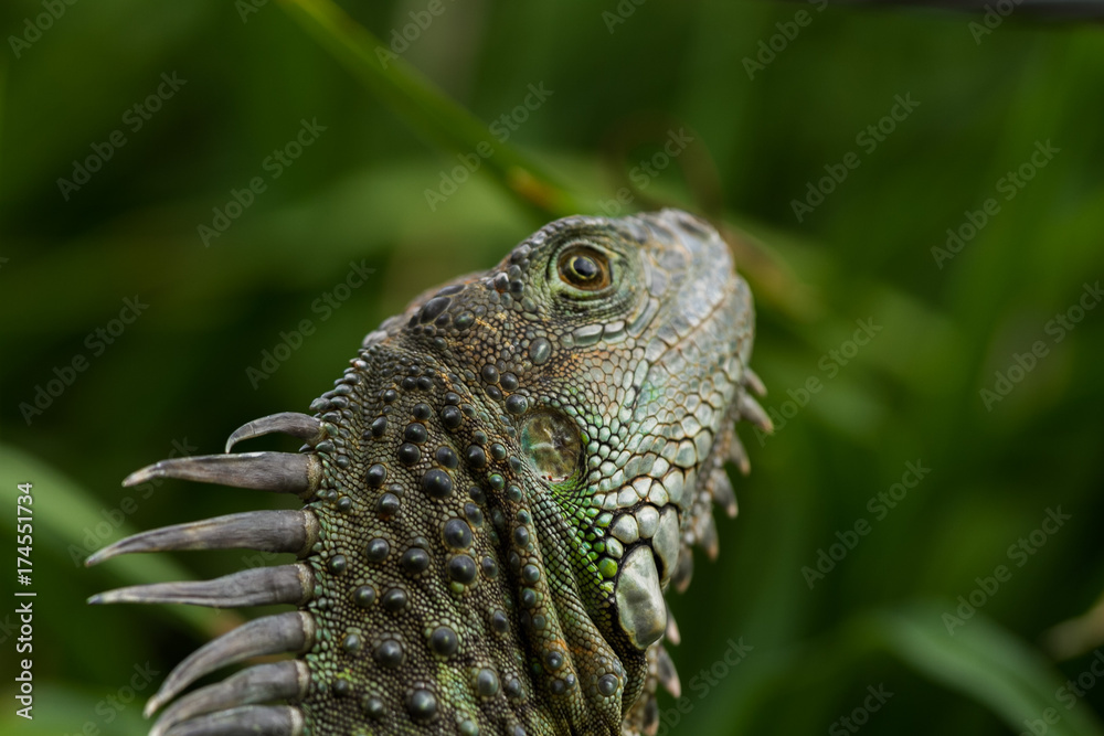 Obraz premium lizard