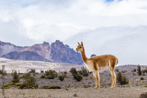 Vicuna grazing in the Andean paramos