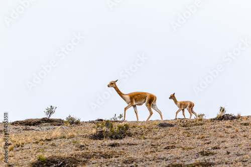 Vicuna with its calf