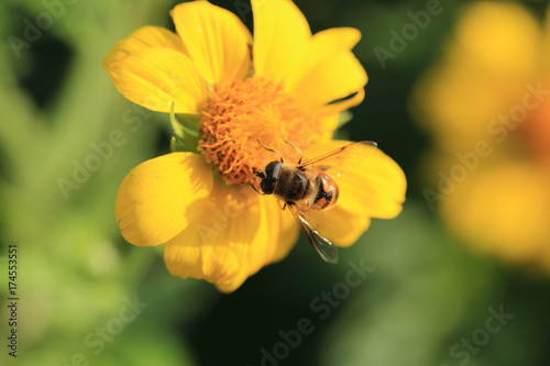 Fly on a yellow flower in search of nectar