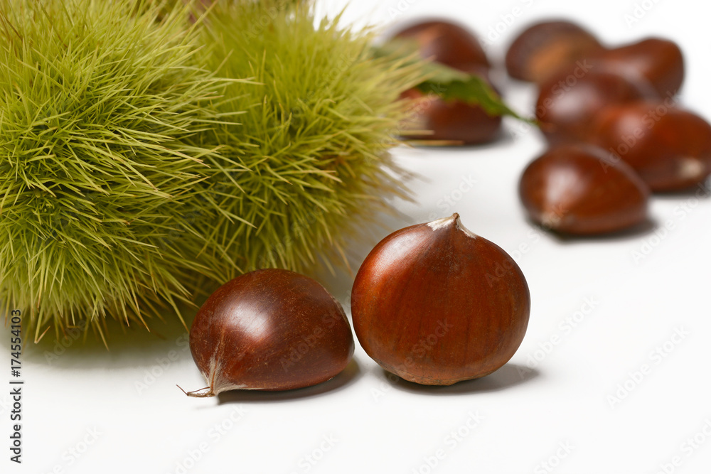 chestnut pile with hedgehog - white background - closeup chestnut pile with hedgehog - white background - closeup