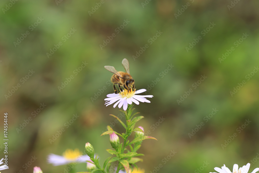 White butterfly on yellow flower