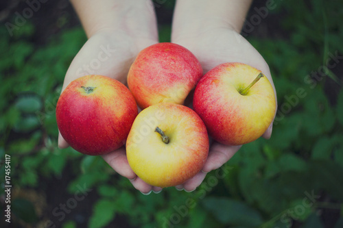 women's hands stretch of red-yellow apples.