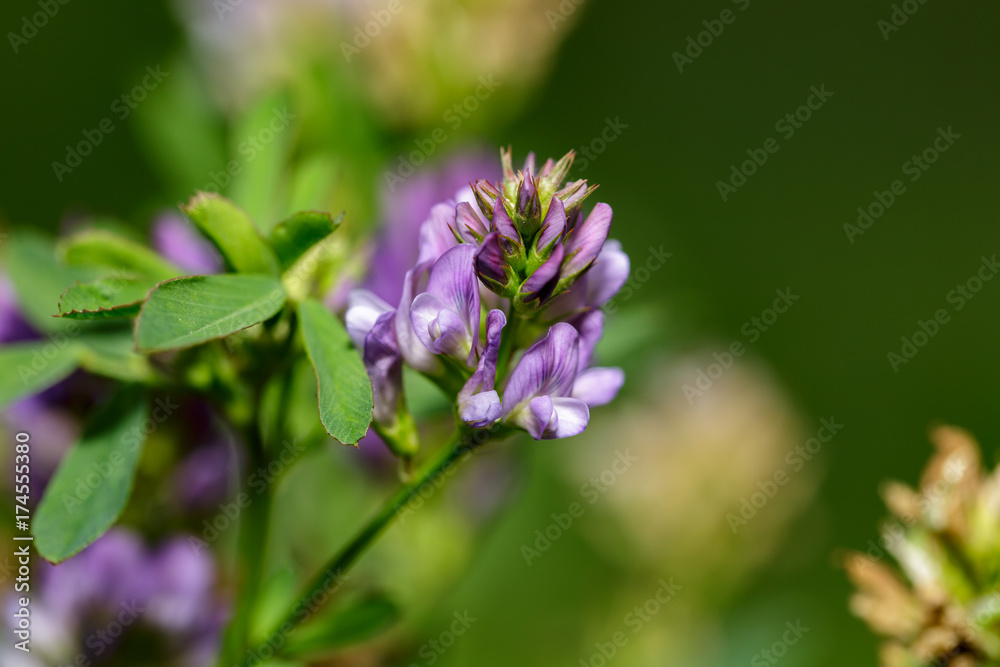fiore del campo. fiore selvatici. insetti del campo fiore del campo. fiore selvatici. insetti del campo