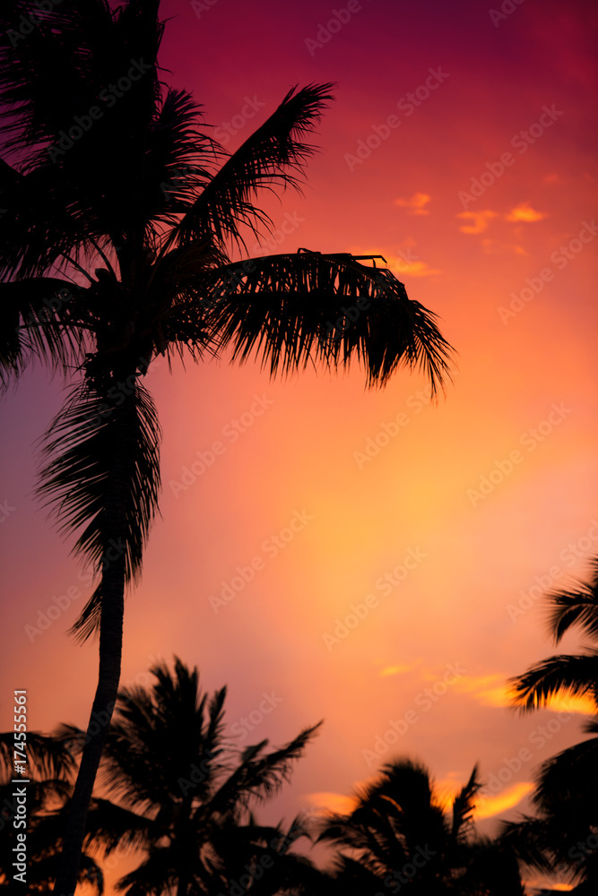 silhouette of a palm tree at sunset