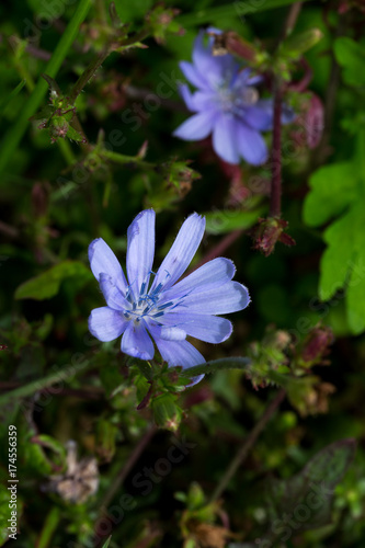 Fiore della cicoria