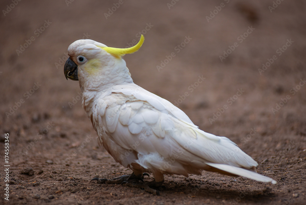 Australian Cockatoo sitting on brown soil. Side View. Australian Cockatoo sitting on brown soil. Side View.
