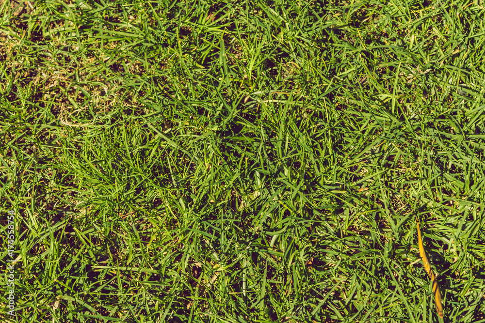 Ground Texture Grass Ground Texture Grass
