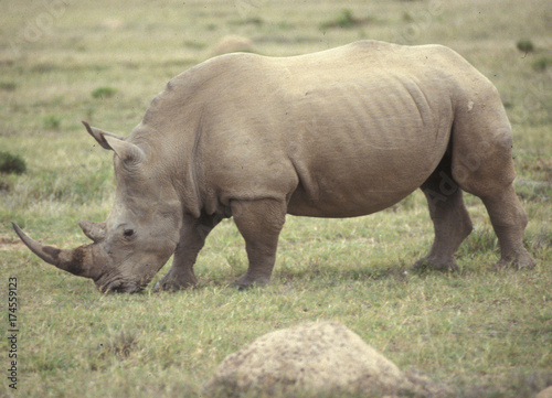 Nashorn im Wildschutz-Reservat Shamwari Game Reserve. Rhino in the private game reserve Shamwari