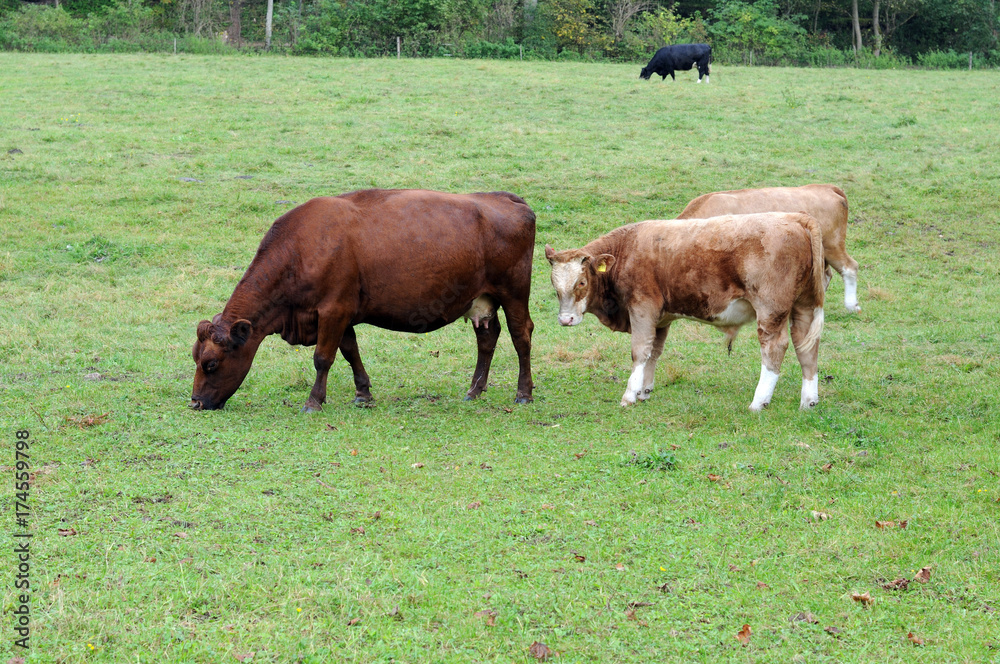 Mutterkuh mit Stierkälbchen Mutterkuh mit Stierkälbchen