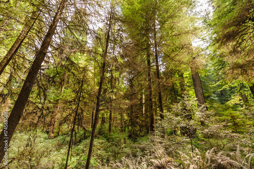 Fototapeta Naklejka Na Ścianę i Meble -  Redwood National Forest