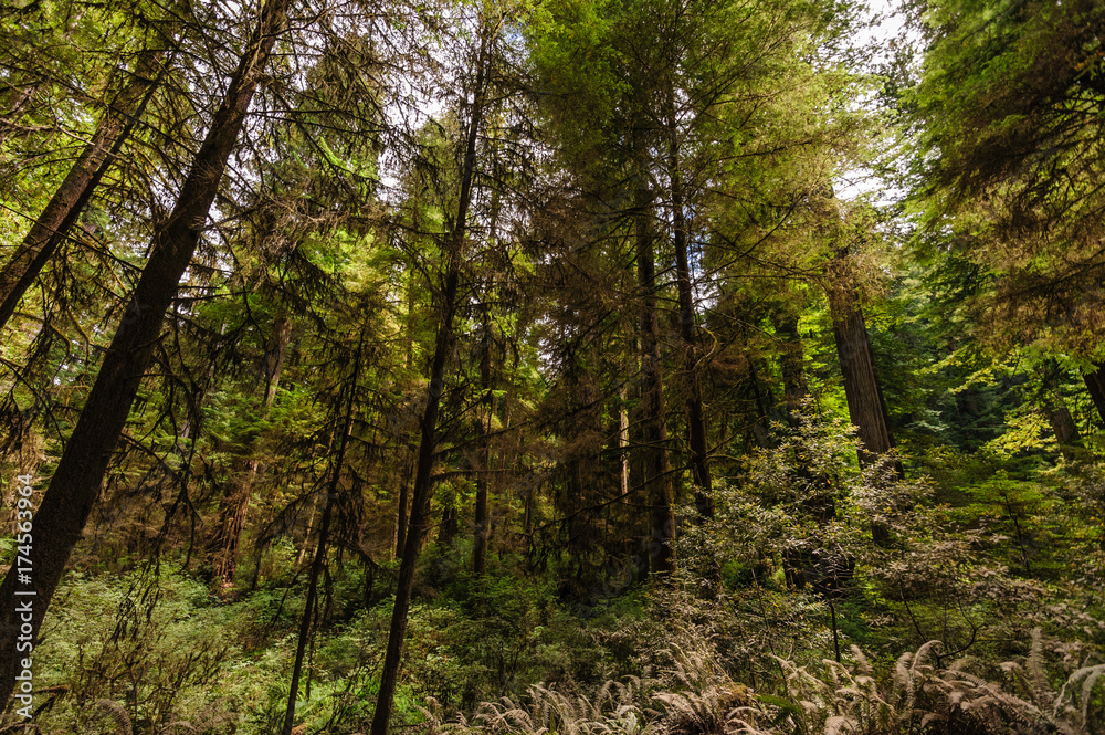 Redwood National Forest