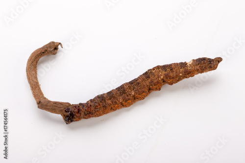 Cordyceps sinesis Yartsa Gunbu Yarsagumba himalayan gold Nepal isolated in white background photo