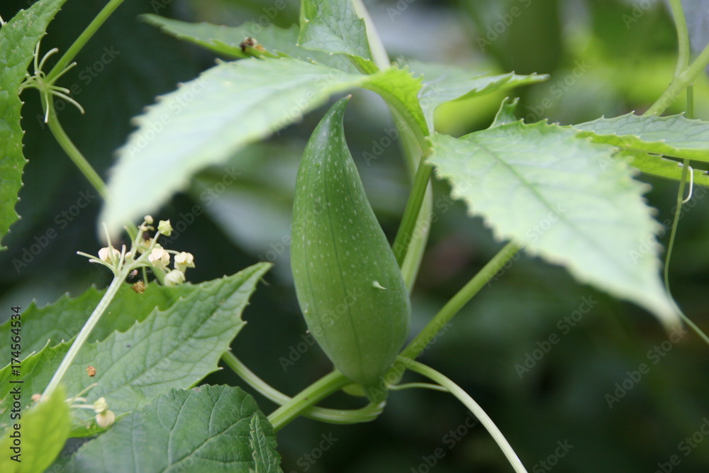 Inka-Gurke/ Cyclanthera pedata Inka-Gurke/ Cyclanthera pedata