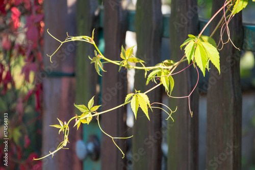 Light green offshoot of grapewine plant