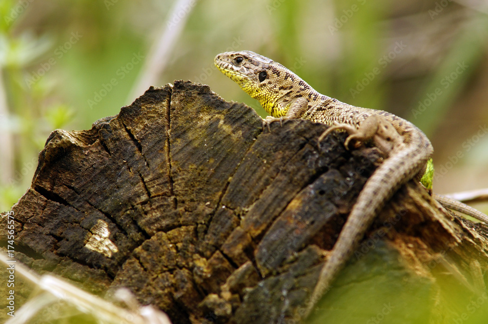 Obraz premium Zauneidechsen