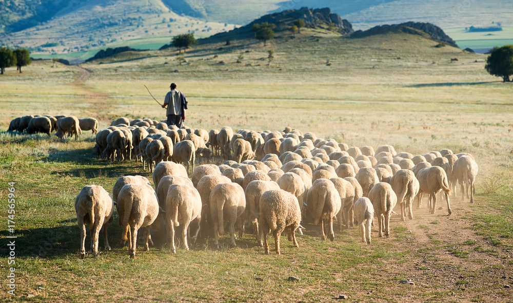 Obraz premium Pasterz i stado owiec