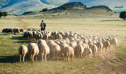 Ingelijste posters Schaap Herder met schaapskudde op platteland  © tutye