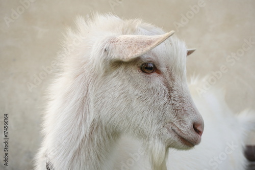 portrait of white goat