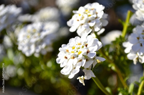 White flowers