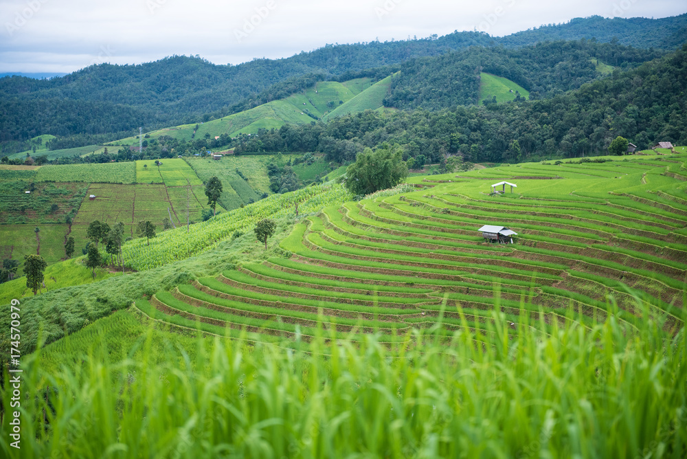 little hut on green terrace rice fields