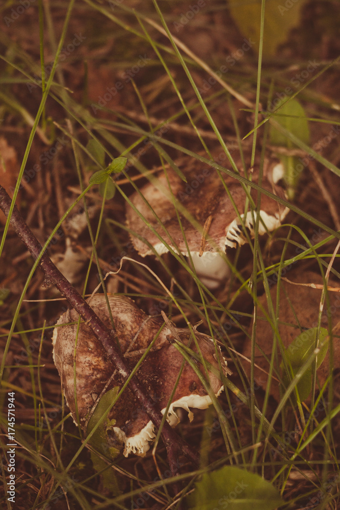 Fresh russula mushrooms in a forest Fresh russula mushrooms in a forest
