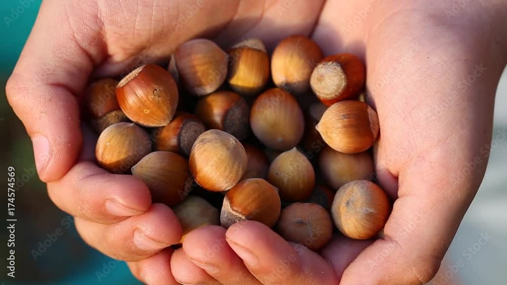 Macro shot of many fresh brown hazelnuts in shells in small hands of little child. View from above. Real time full hd video footage. Macro shot of many fresh brown hazelnuts in shells in small hands of little child. View from above. Real time full hd video footage.