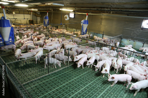 Industrial pig farm for breeding little hogs photo