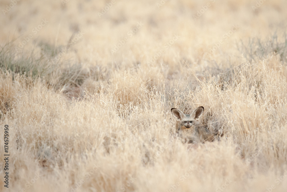 Bat eared fox hidden in the savannah Bat eared fox hidden in the savannah