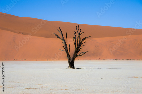 Lone dead tree in Dead Vlei, Namibia
