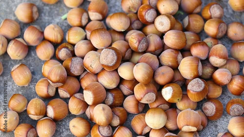 Macro shot of many fresh brown hazelnuts in shells isolated on grey background. Top view real time full hd video footage. Macro shot of many fresh brown hazelnuts in shells isolated on grey background. Top view real time full hd video footage.