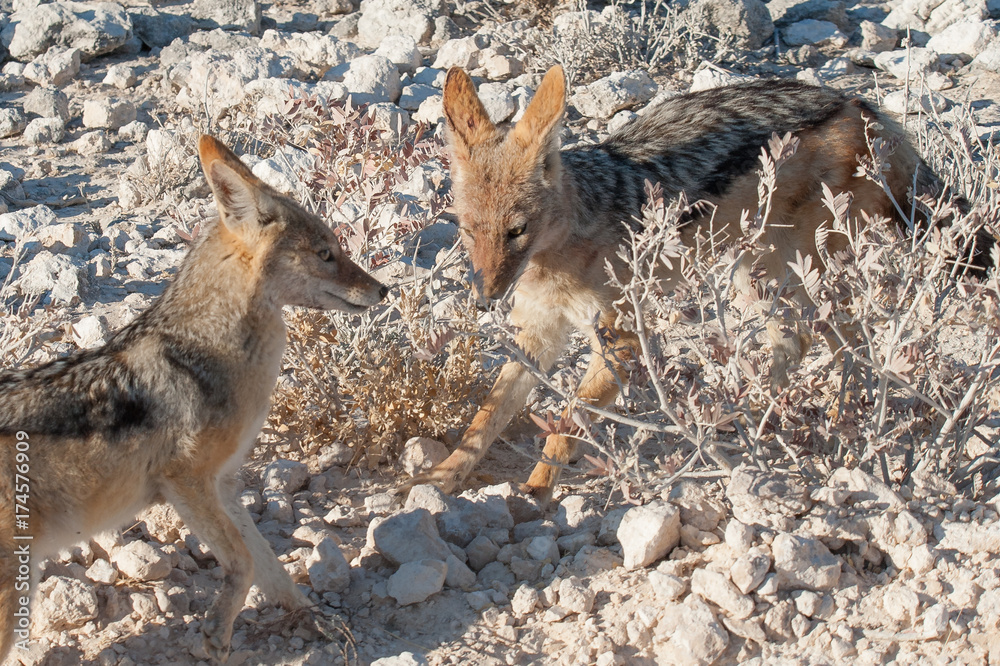 Fototapeta premium Black backed jackals playing in Etosha