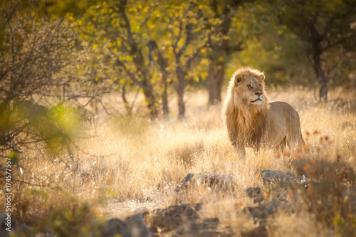Canvastavla Male lion surveying his environment