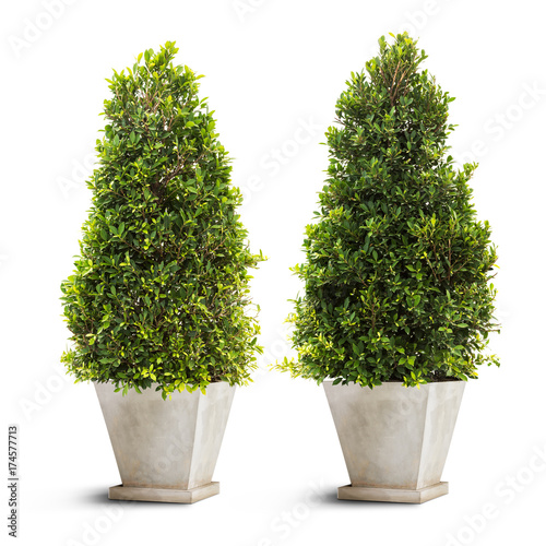 Banyan tree in pot