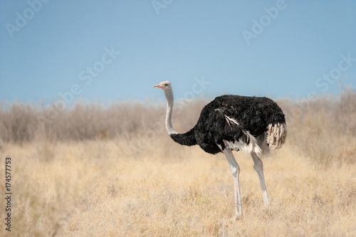 Lone male ostrich in the Namibian desert