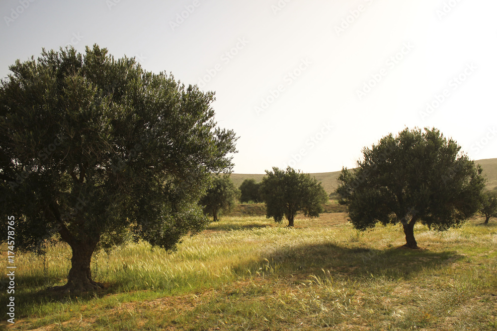 South tunisia, vegetation, Olive tree South tunisia, vegetation, Olive tree