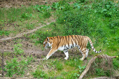 tiger in a wildlife enclosure