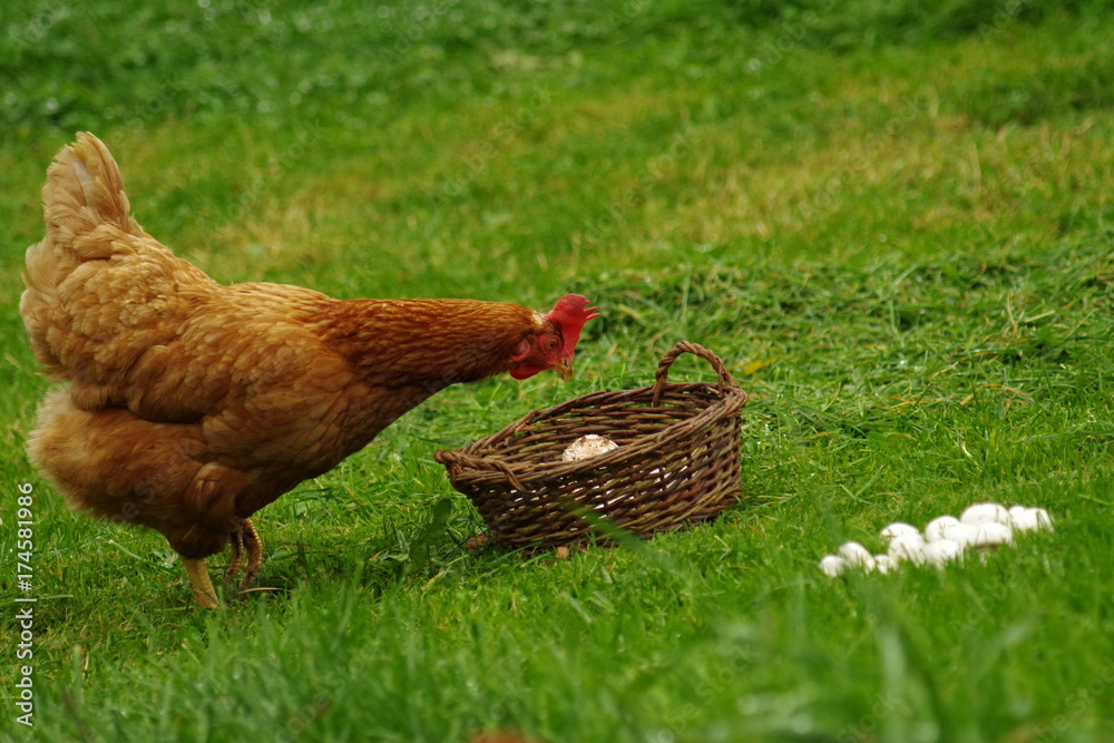 Fototapeta premium Curious hen