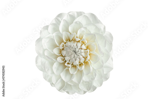 white dahlia flower on a white background